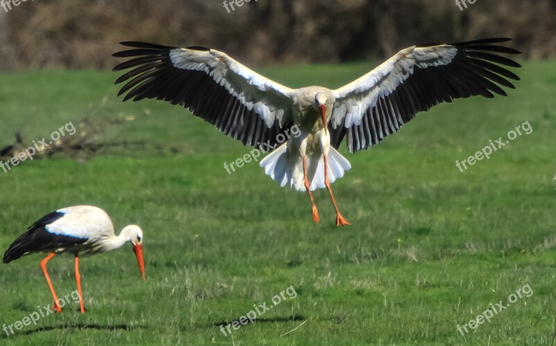 Spain Madrid Manzanares White Stork Birding