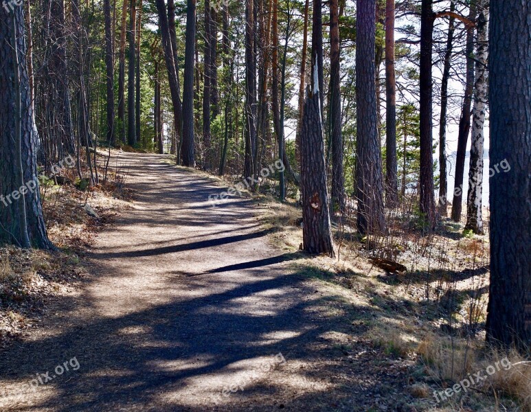 Tree Nature Landscape Road Outdoors