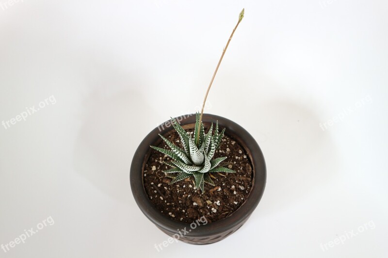 Desktop Pot Succulent Interior Green