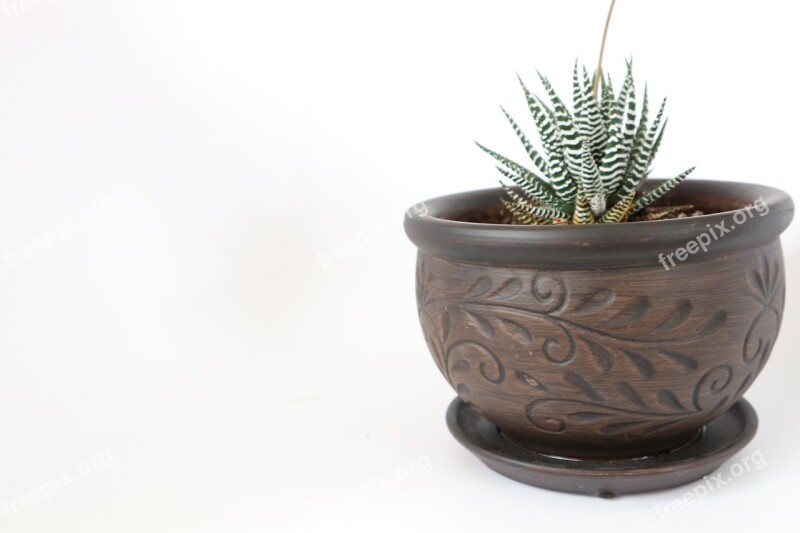 Desktop Pot Succulent Interior Green