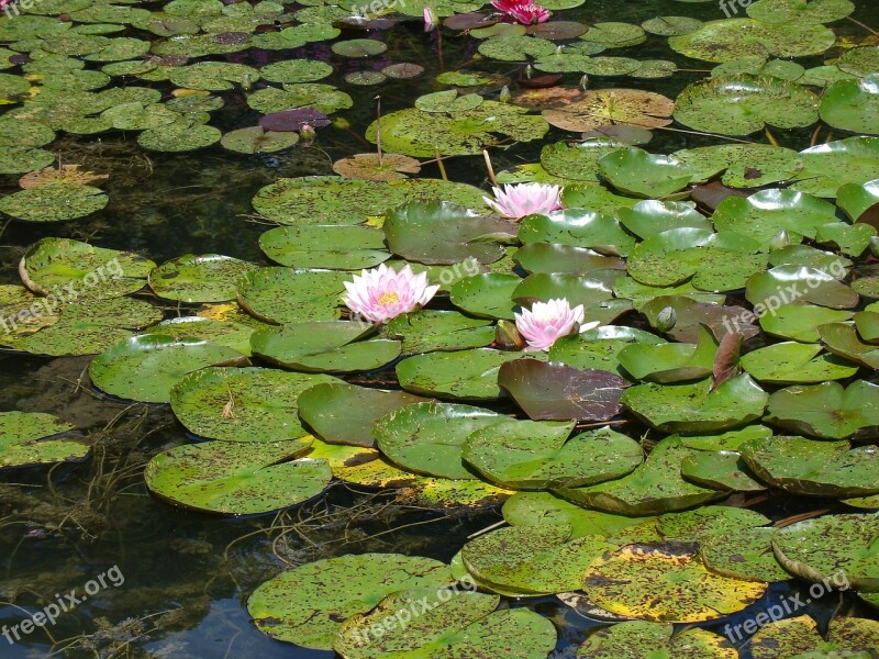 Puddle Lotus Aqua Table Lily Free Photos