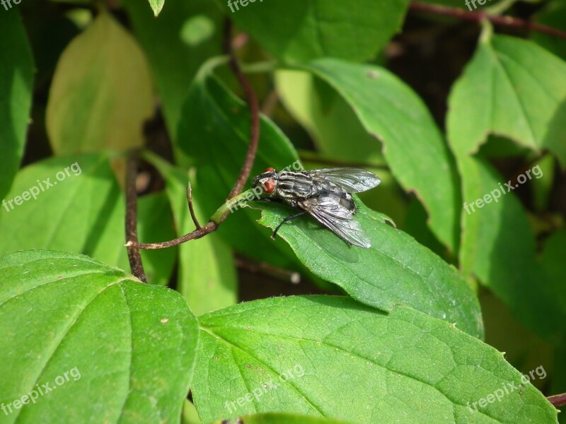 Fly Insect On Leaf Nature Leaves