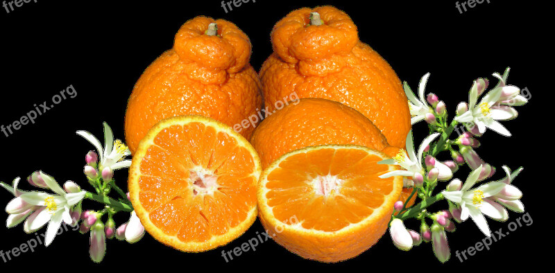 Mandarin Fruit Blossom Food Organic