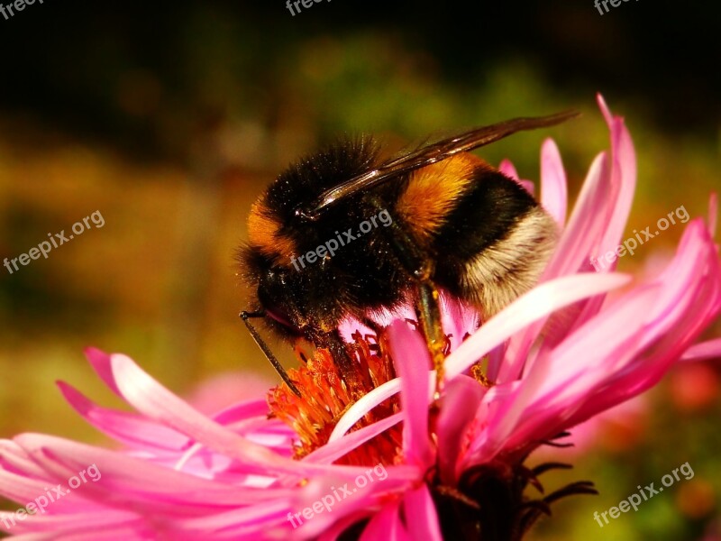 Nature Flower Plant Insect Apiformes