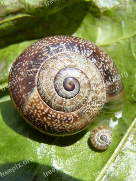 Snail Nature Seafood Exoskeleton Free Photos