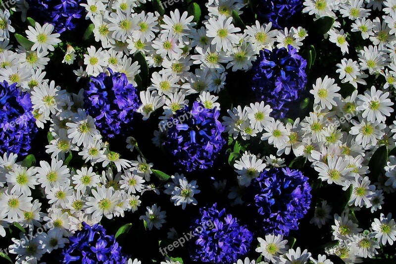 Hyacinth White Daisy Bolplant Keukenhof Flowers