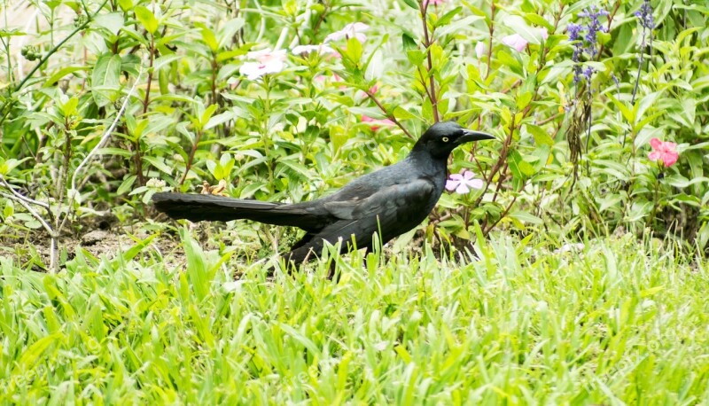 Nature Lawn Outdoors Bird Birds