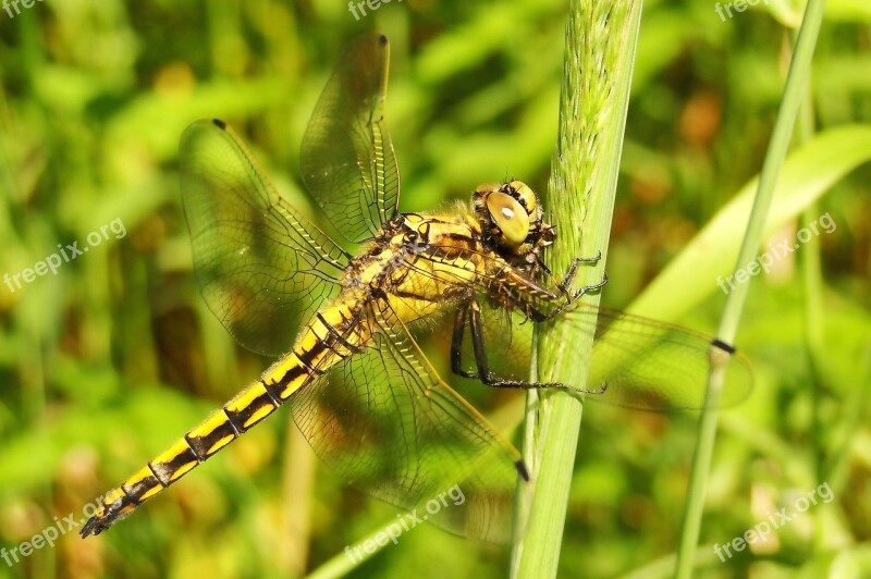 Nature Insect Dragonflies Różnoskrzydłe At The Court Of Animals