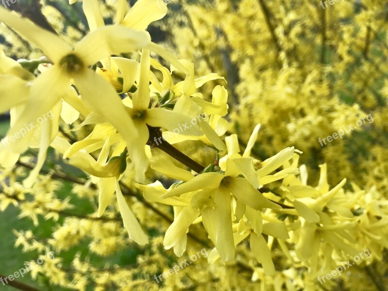 Laburnum Nature Landscape Bush Spring