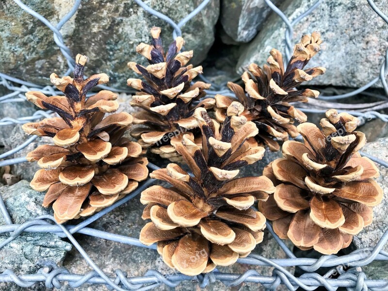 Cones Nature Pine Pine Cones Stones