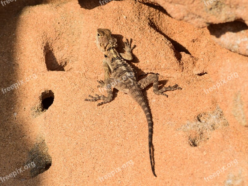 Rock Nature Reptile Lizard Wildlife