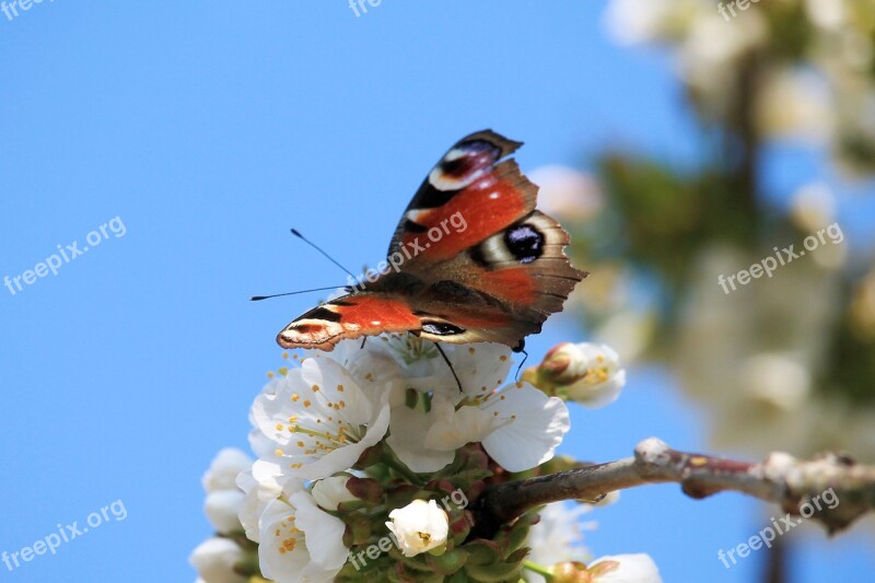 Butterfly Peacock Butterfly Nature Wing Insect