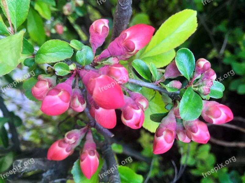 Red Buds Bush Spring Nature Landscape