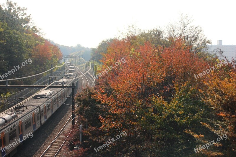 Autumn Nature Wood Leaf Travel