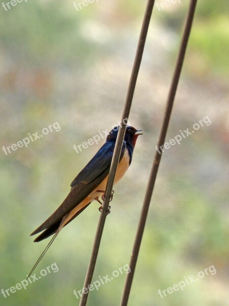 Swallow Oreneta Singing Bird Singing Cables