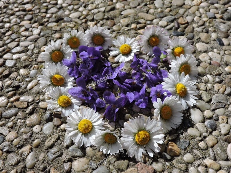 Violet Daisy Heart Close Up Spring