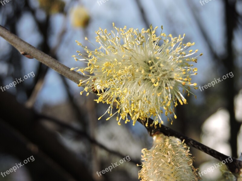 Palm Kitten Blossom Bloom Willow Catkin Nature