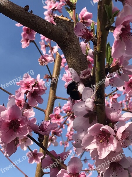 Branch Tree Flower Peach Growth