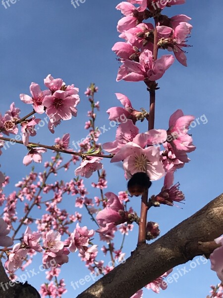 Flower Tree Branch Peach Plant