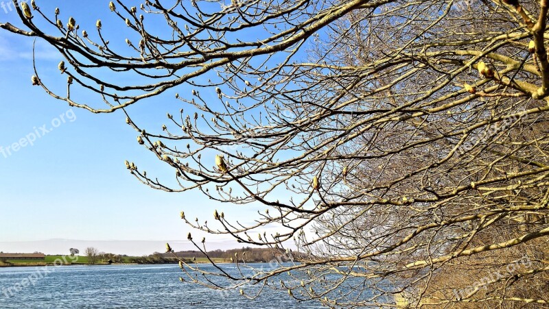 Seascape Waters Fjord Tree Branches Tree Buds