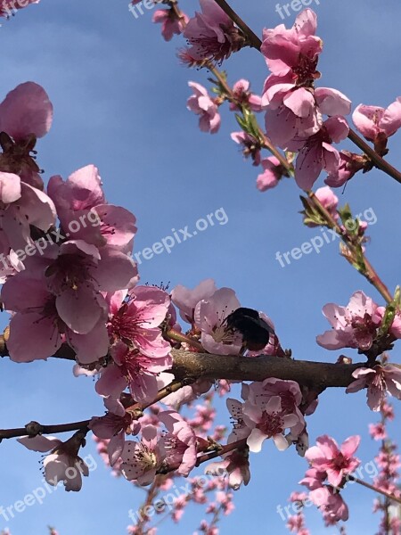 Peach Flower Branch Tree Plant