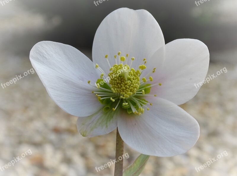 Christmas Rose Anemone Blanda Flower Nature Plant