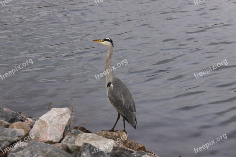 Grey Heron Bird Expensive Wings Natural