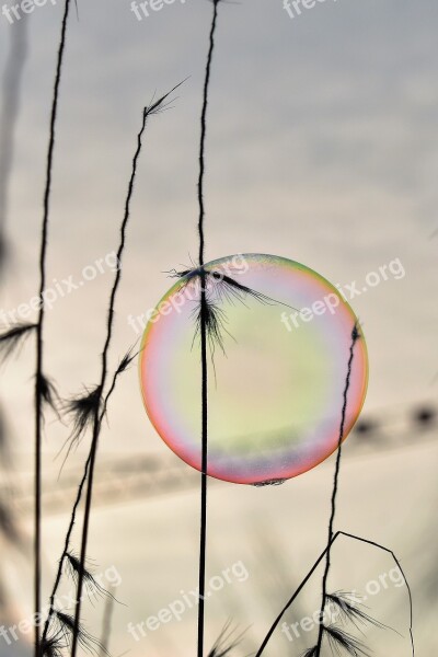 Soap Bubble Backlighting Mood Shimmer Rainbow Colors