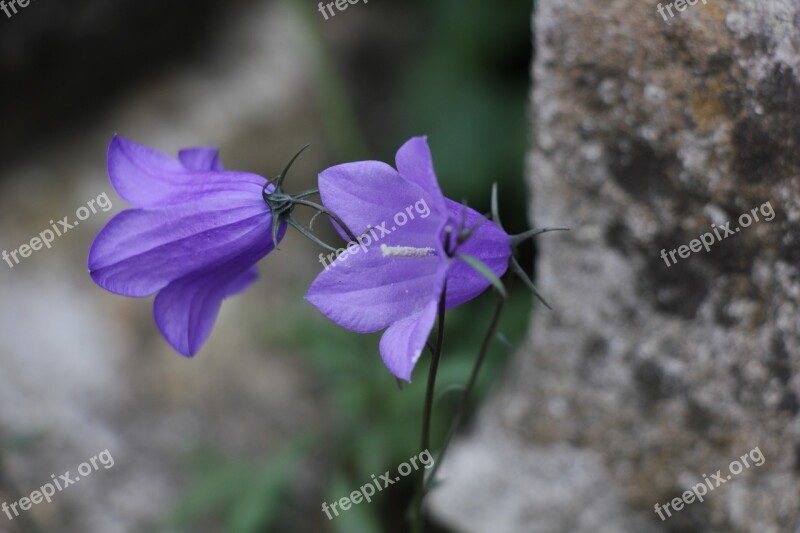 Bell Flowers Flora Landscape Plants