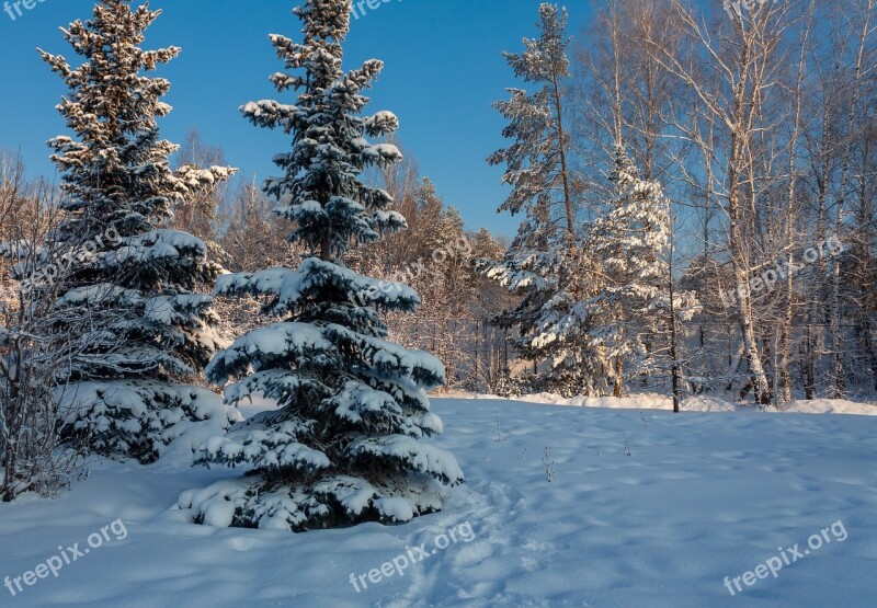 Nature Forest Winter Trees Snow