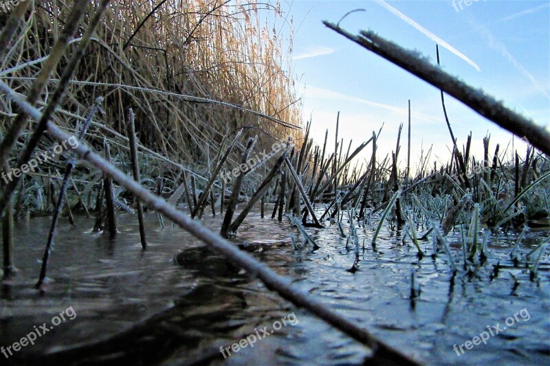 Ditch Reed Frozen Countryside Swampy