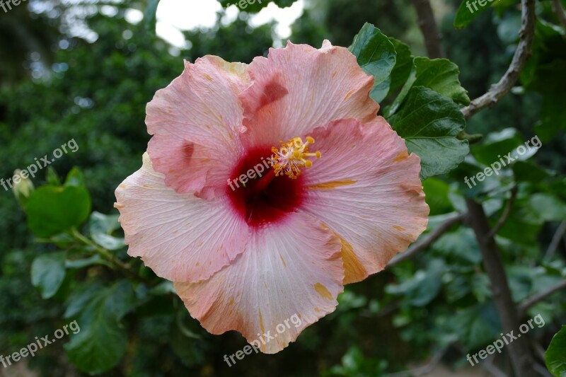 Hibiscus Flower Plant Flora Pink