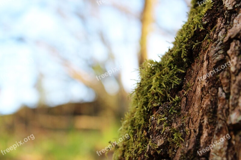 Moss Wood Nature Tree Forest