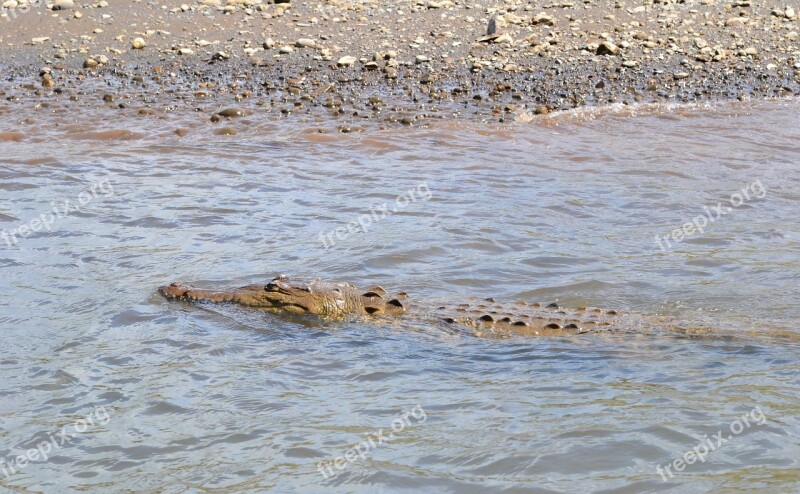 Costa Rica Croc Crocodile Swamp Dangerous