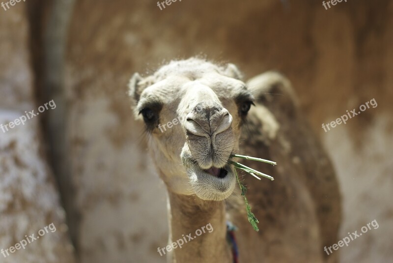 Camel Tunisia Animal Africa Travel