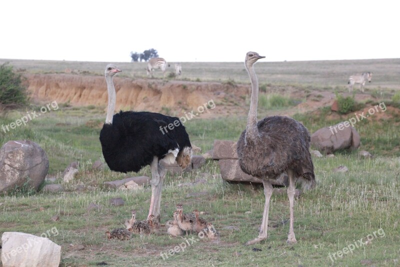 Bouquet Ostriches Bird Flightless Bird Bouquet Of Babies