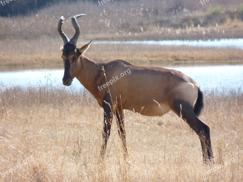 Red Hartebeest Antelope Males Mammal Horn