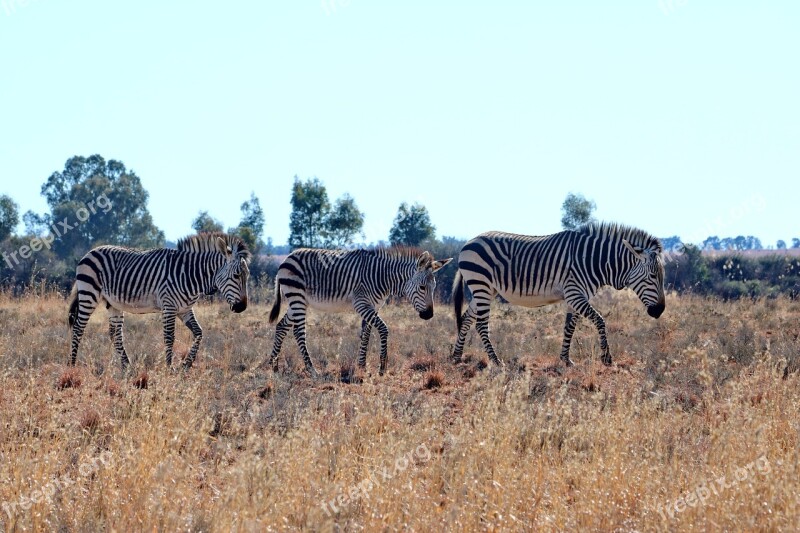 Hartmann's Zebra Mountain Zebra Mammal Stripes