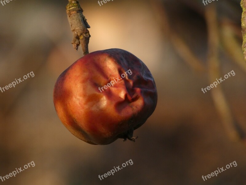 Apple Ripe Lazy Fruit Trees Nature