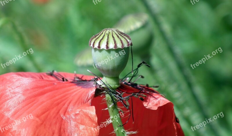 Poppy Flower Makowka Meadow Red