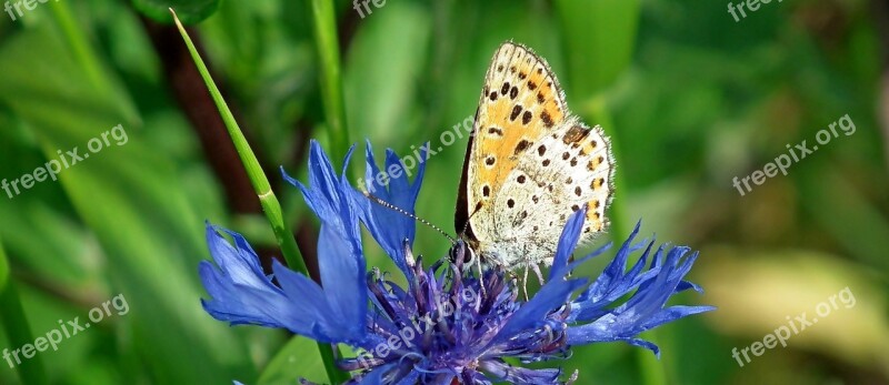 Butterfly Insect Flower Cornflower Nature