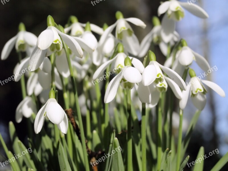 Spring White Flowers Snowdrops Nature