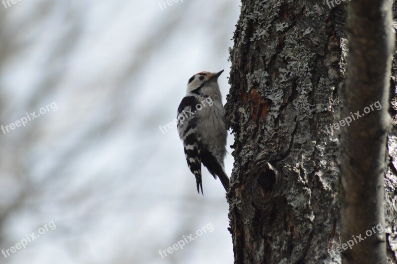 Woodpecker The Birds Nature Free Photos