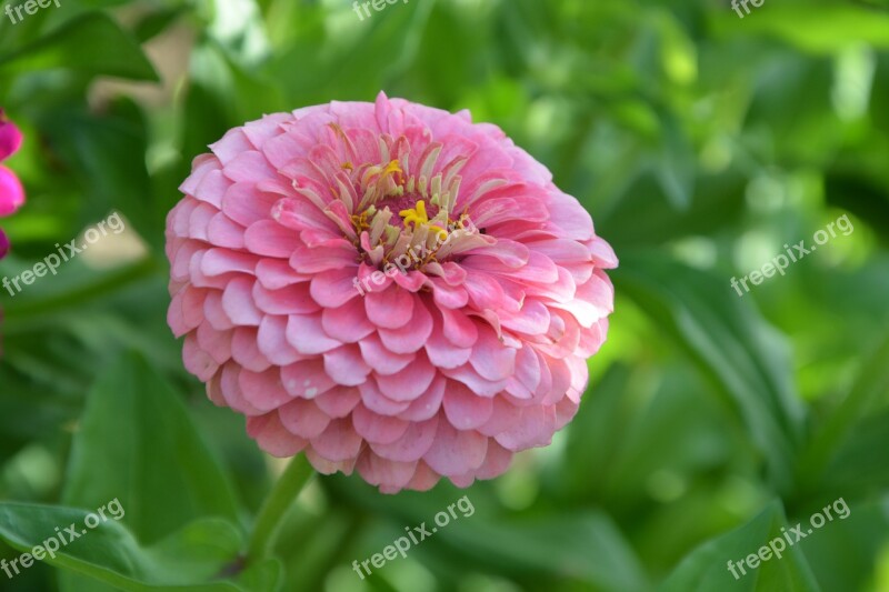 Flower Flower Dahlia Dahlia Rose Flora Plants