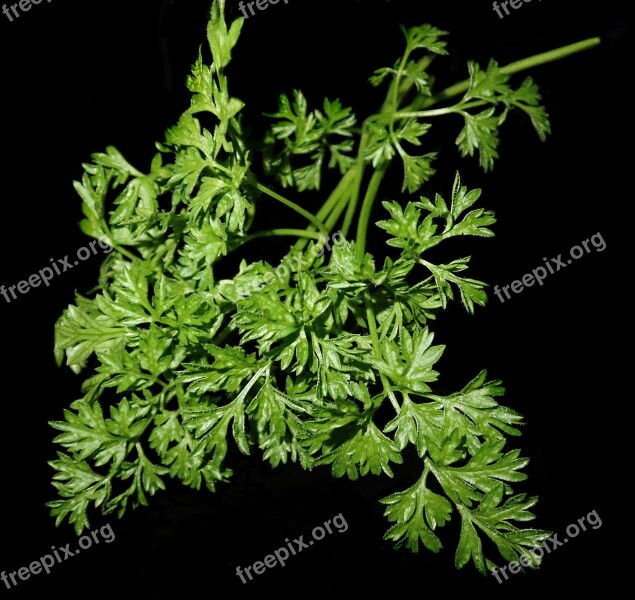 Chervil Herb Cooking Garden Nature