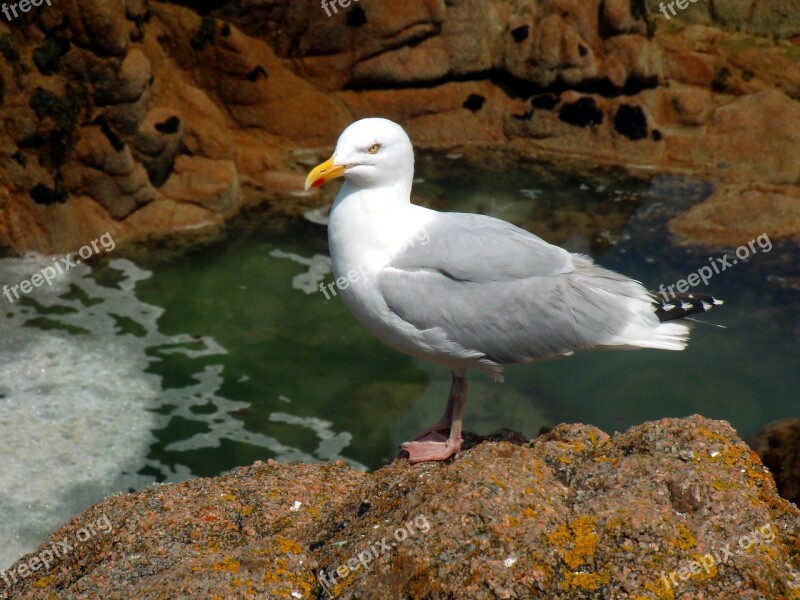 Gull Seevogel Gulls Sea Birds Sea