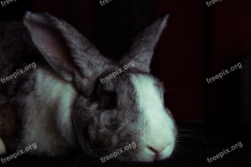 Rabbit Bunny Hare Pet Animal