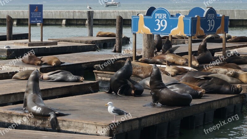 Seals California San Fransisco Bay Water