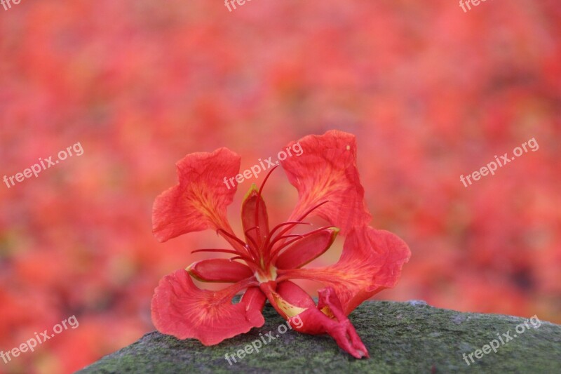 Phoenix Flower Red Flower Red Flower Graduation Flowers