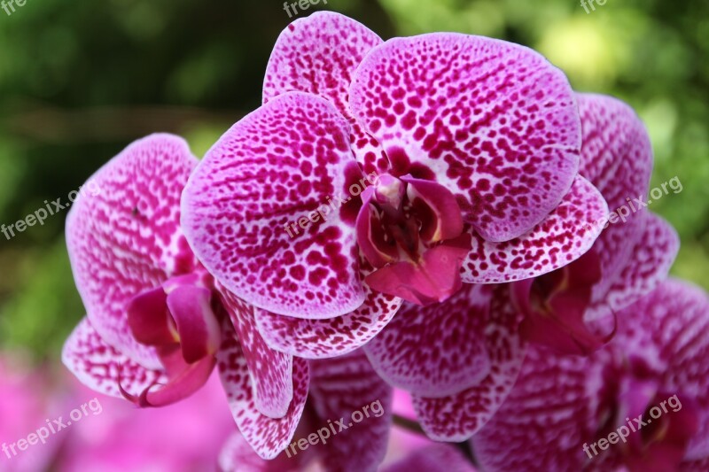 Butterfly The Falkland Islands Purple Orchid Big Flower Flowering